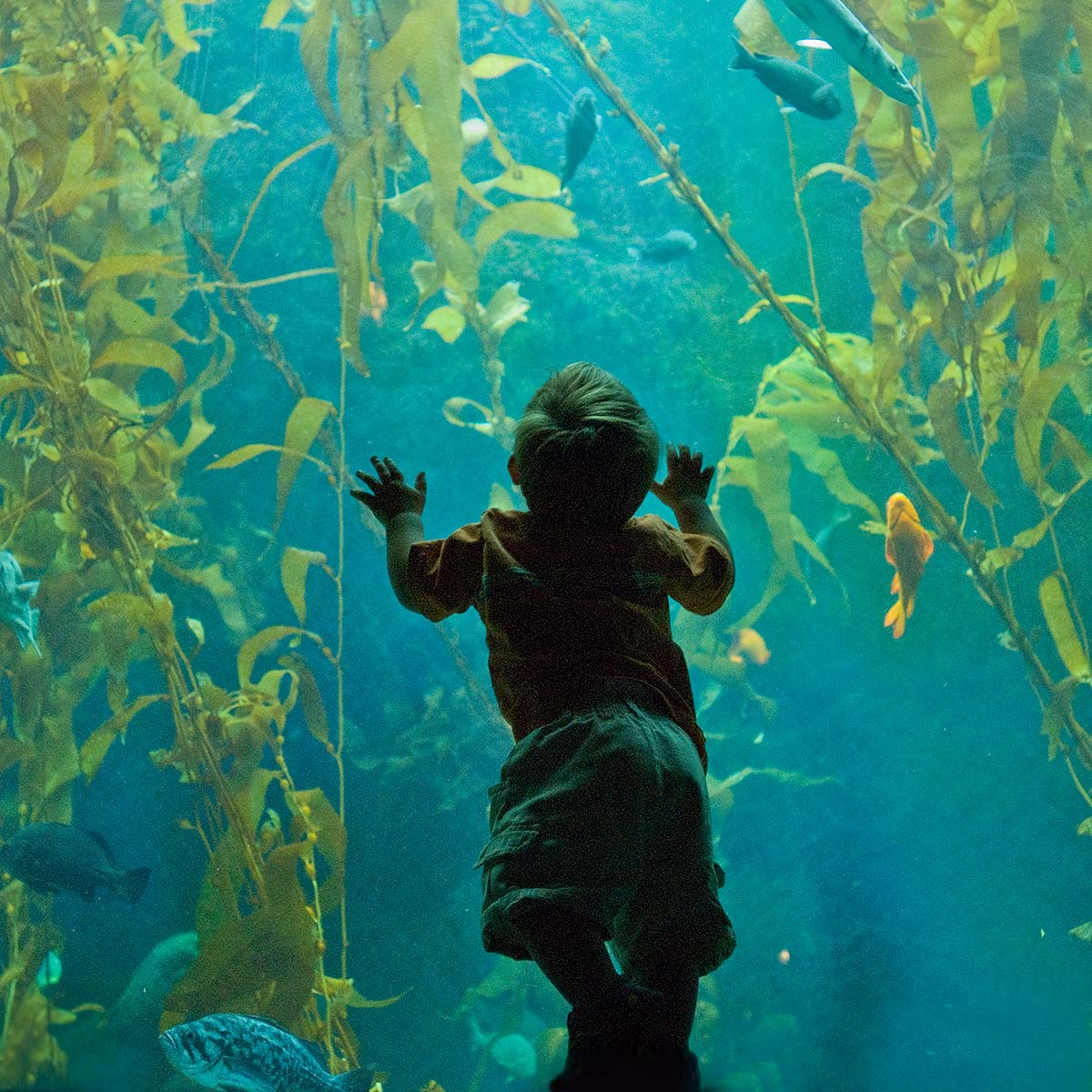 Birch Aquarium at Scripps