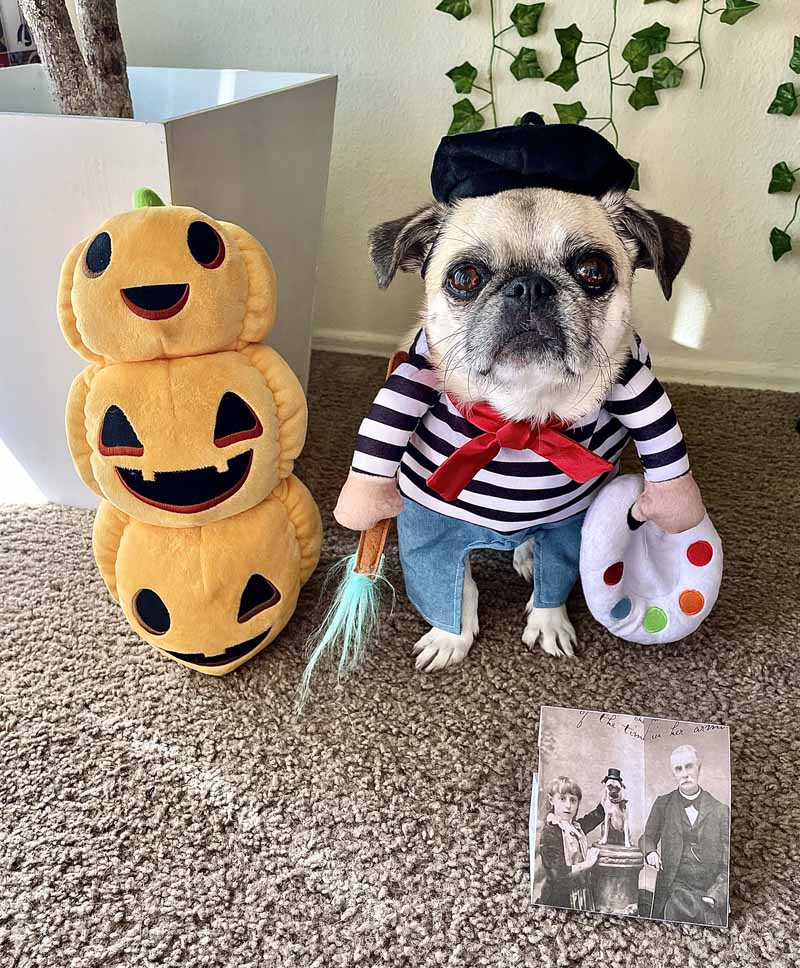 kona the pug